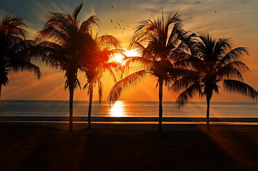Coqueiros e praia ao pôr do sol
