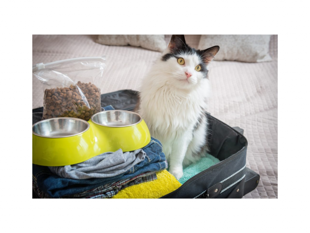 Gato dentro de mala com coisas de gato