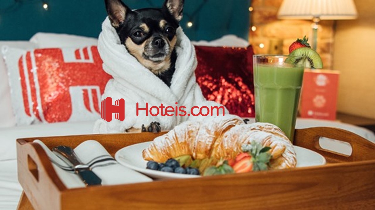 Cachorro de roupão com café da manhã de hotel